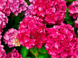赤い紫陽花のイメージ画像