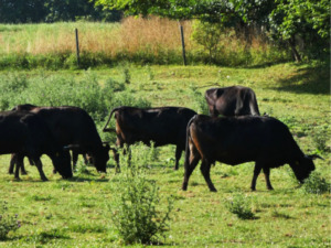 和牛の放牧イメージ